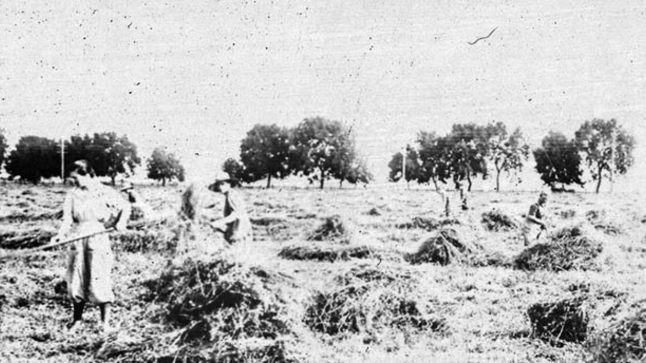 Historical picture from early 1900 of people harvesting hay