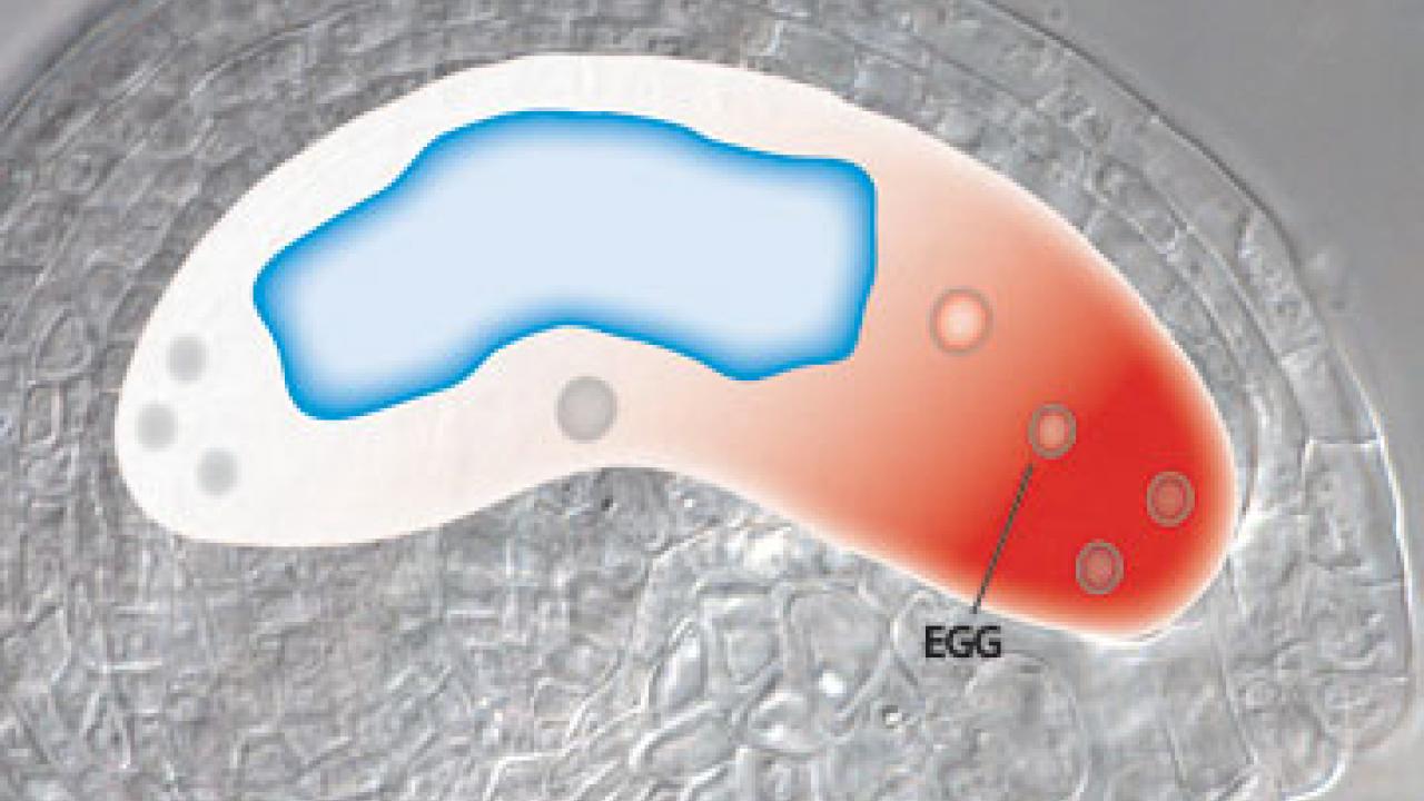 Photo/graphic of a plant ovule enclosing an embryo sac, the cell where fertilization of the egg occurs.