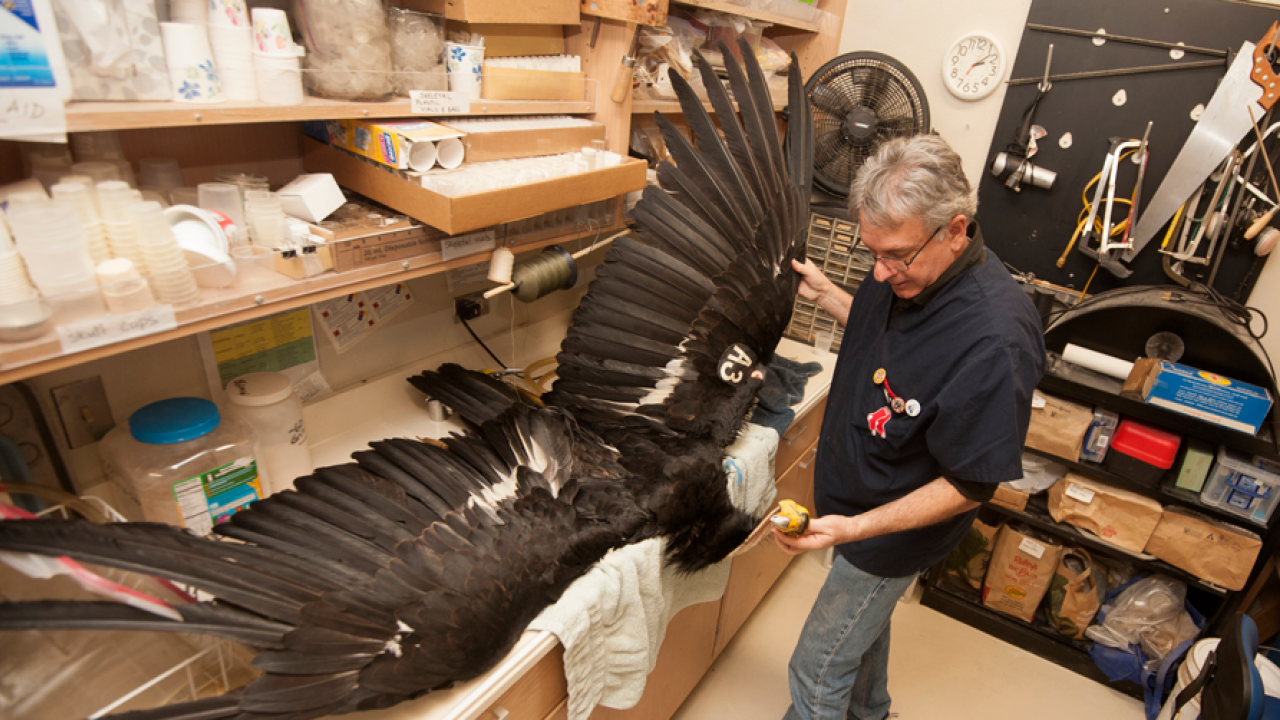 Andy Engilis spreads wings of California condor specimen.