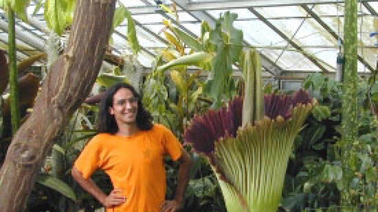 Photo: Ernesto Sandoval standing next to unfurled corpse flower in the Botanical Conservatory.