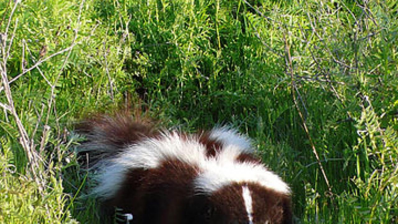 Photo: taxidermied skunk in grass