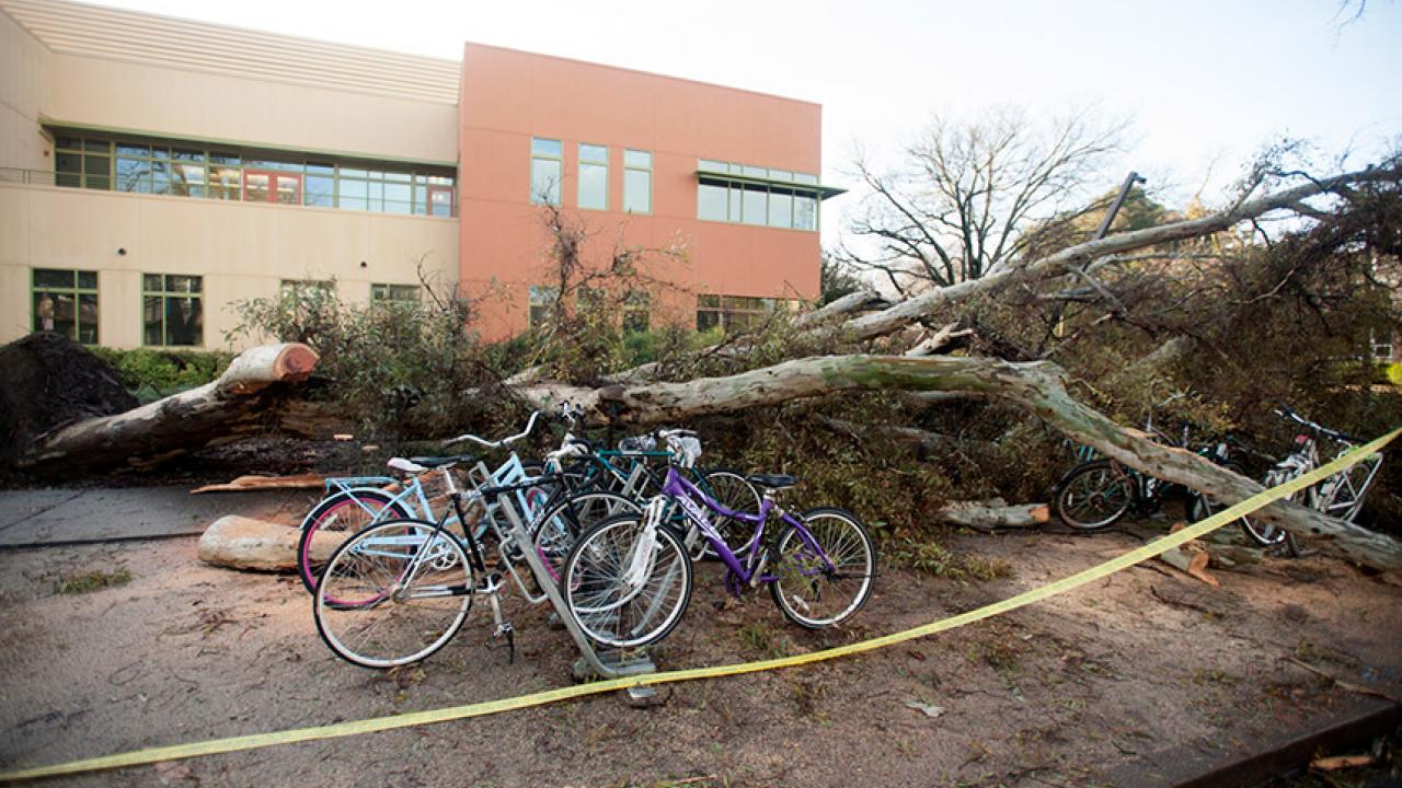 A tree fell north of the Student Community Center.