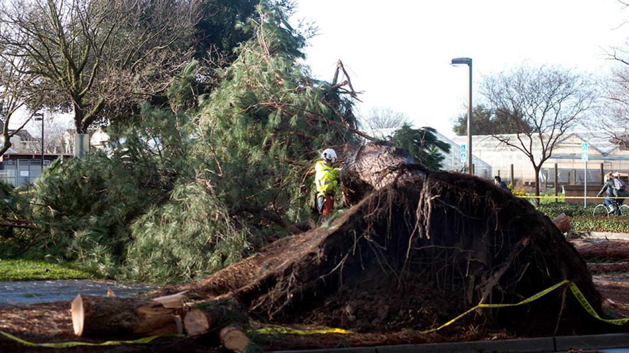 A worker removing large tree that fell on building
