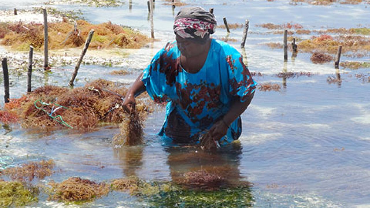 'Seaweed mama' Fatima Alloo in the coastal waters of Tanzania, photographed by her UC Davis Study Abroad 'daughter' Margery Magill.