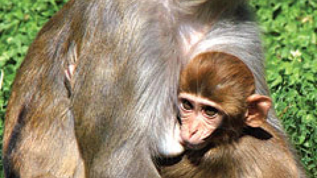 Photo: Female rhesus macaque  and infant