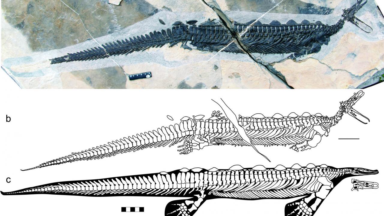 Marine reptile fossils