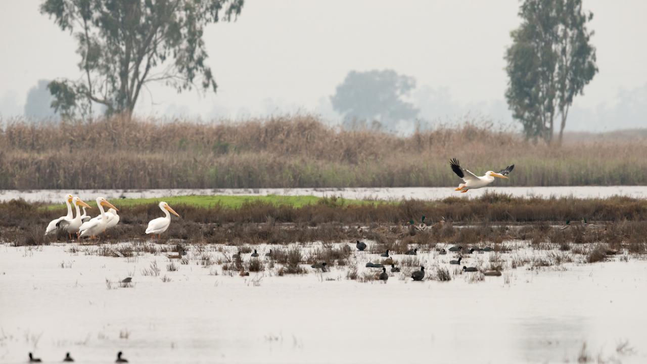 Pelicans and birds at Suisun Marsh 