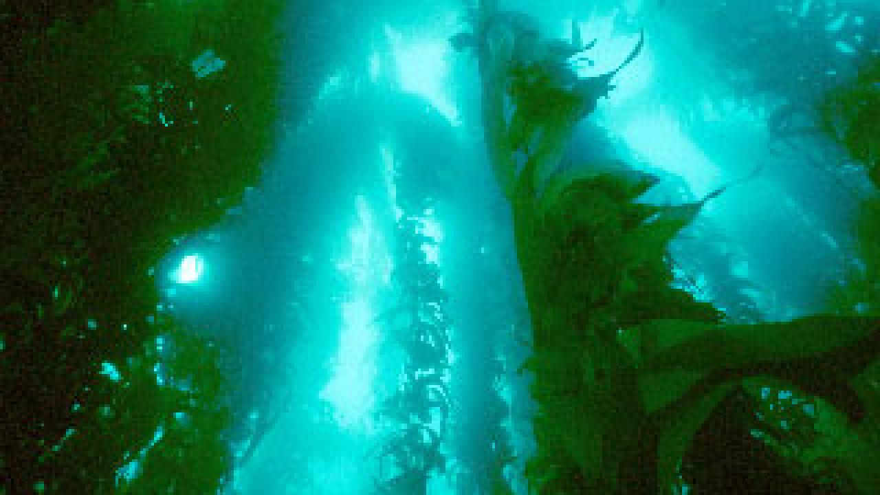 Photo: kelp bed