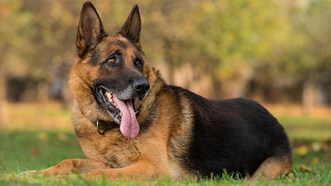 Early Neutering Poses Health Risks for German Shepherd Dogs, Study Finds UC Davis picture