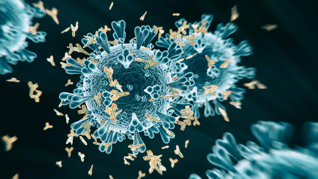 Rendering of coronavirus and antibodies