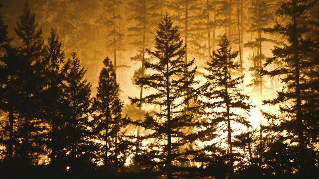 Wildfire burns behind an outline of trees in Trinity County in northern California in 2015.