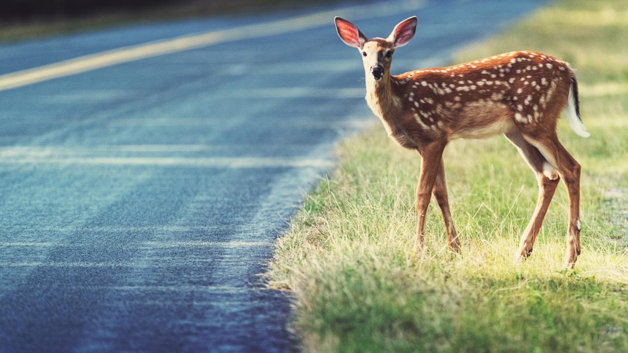 deer by highway