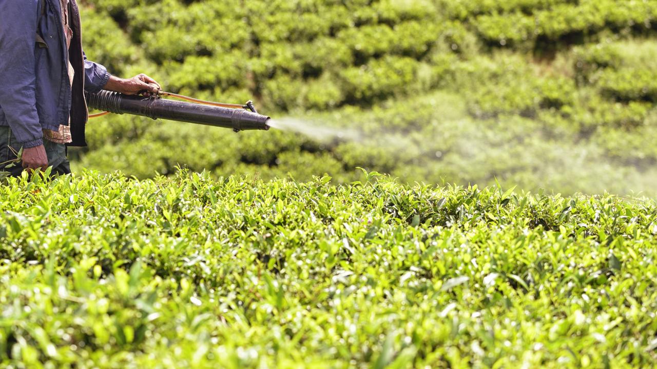 Man sprays tea field for vermin