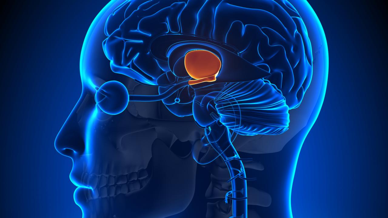 Brain showing hypothalamus