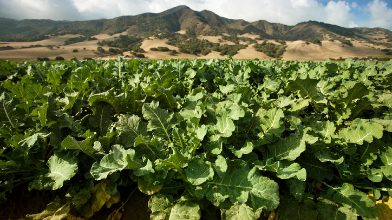 Celery crop in Salinas, California