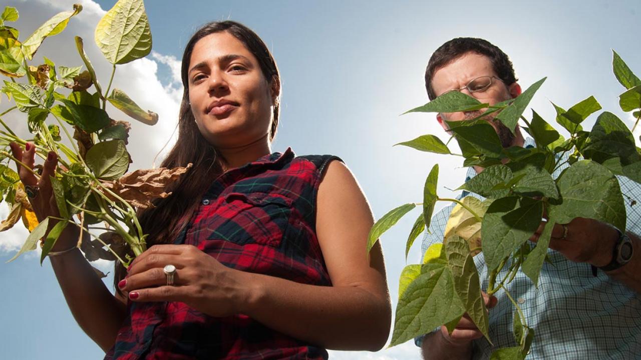 Woman holding a wilted bean plant and man holding a healthy one