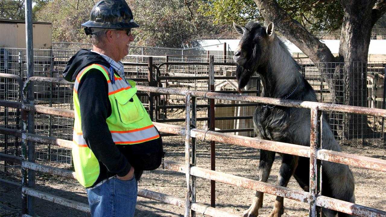 A man with a hard hat looks at a goat.