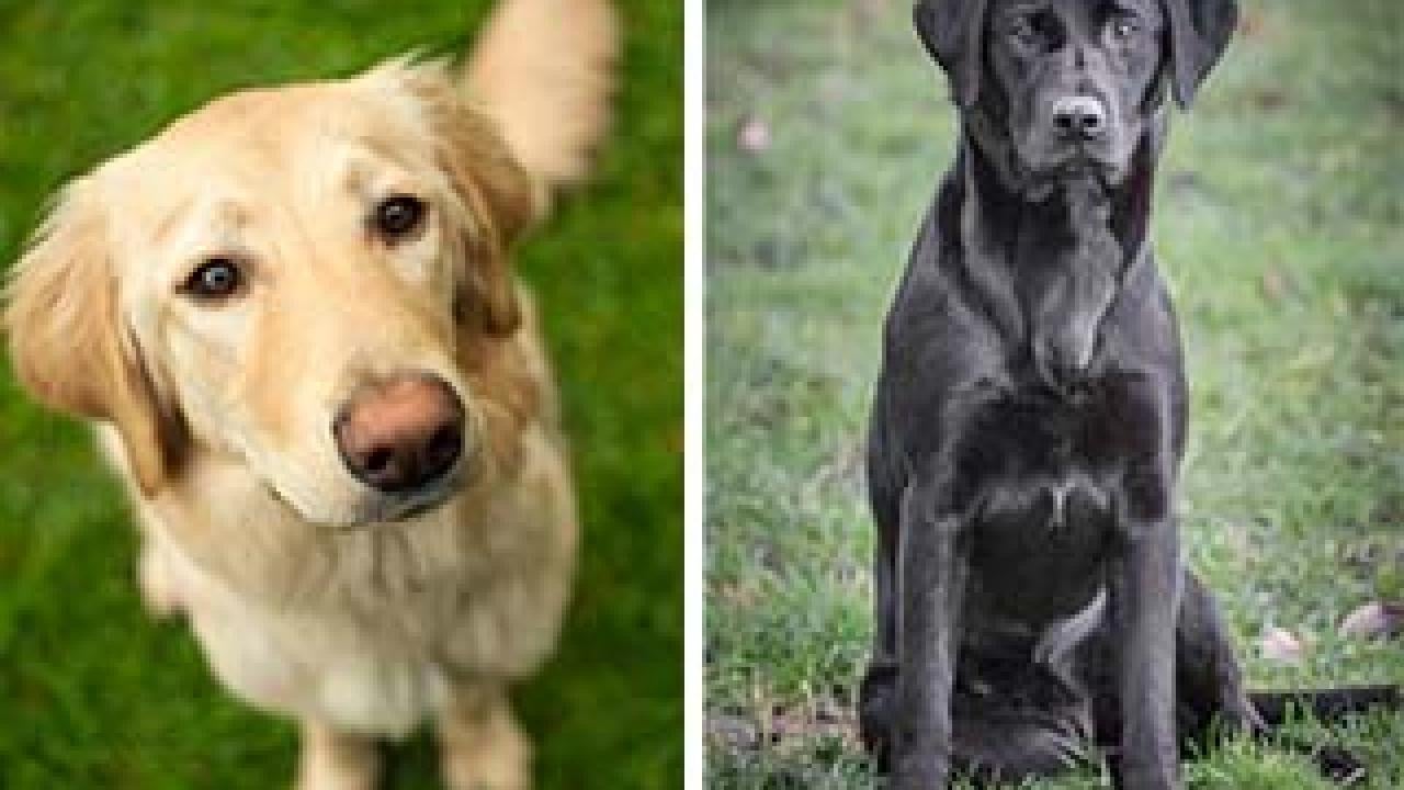 two photos: on left, a golden retriever, on right, a black Labrador retriever