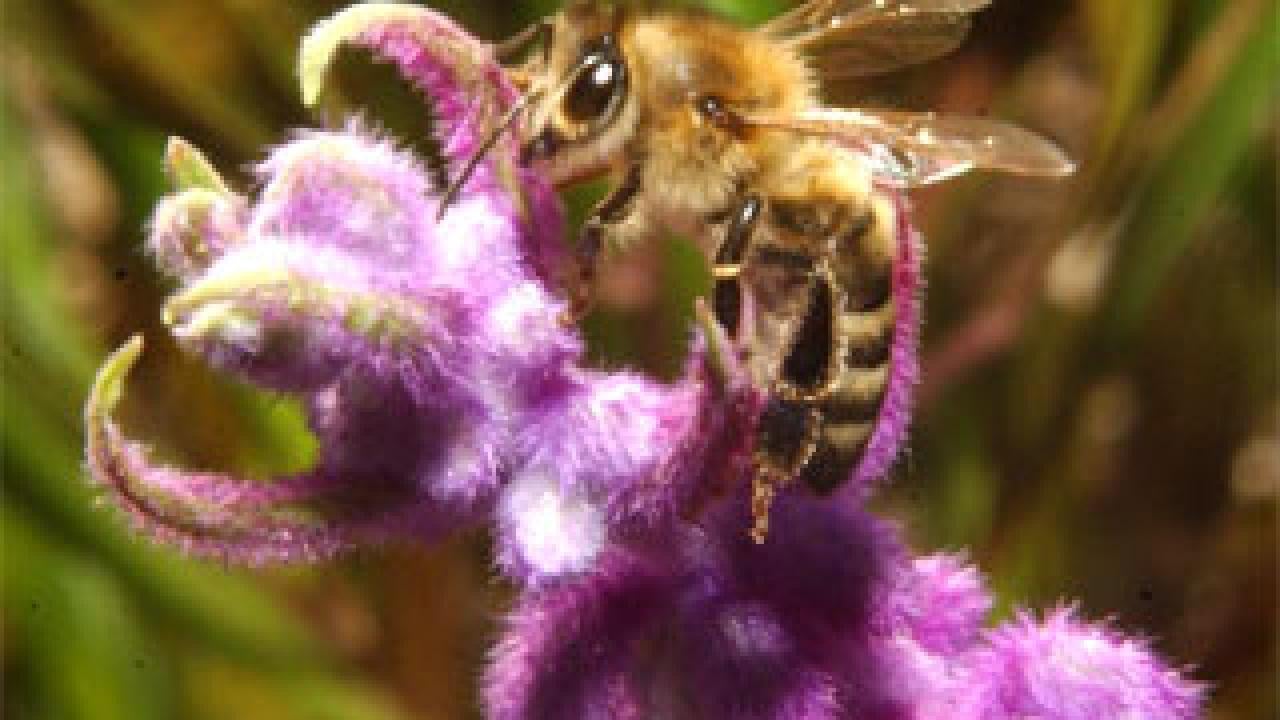 Photo: bee on flower