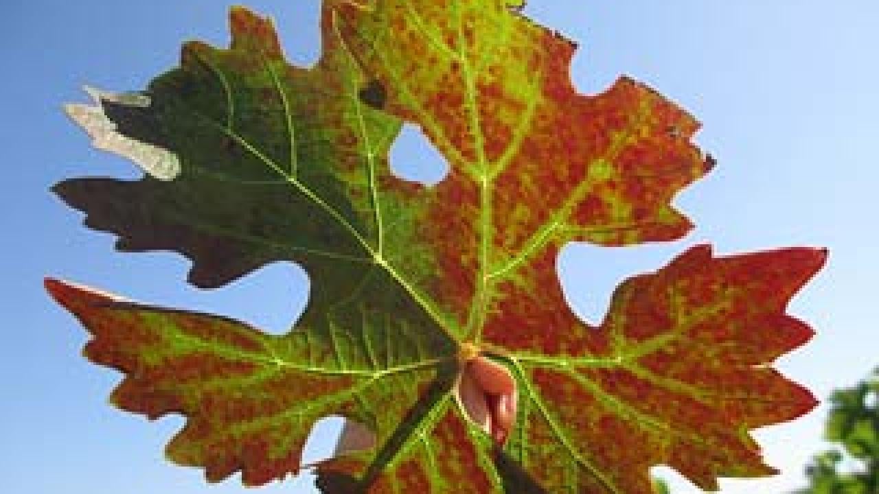 Grape leaf that shows red among the green and some rolling at the leaf edge