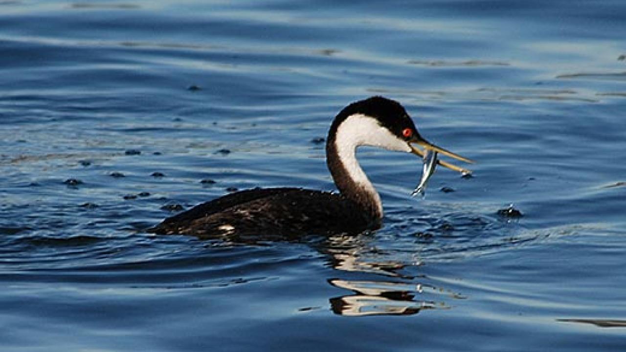 Western grebe eating a fish
