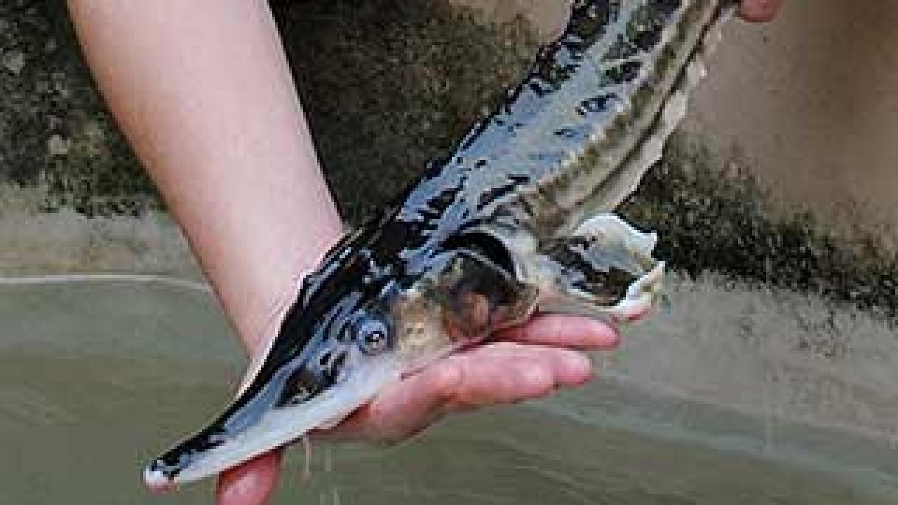 Young sturgeon fish held out of water