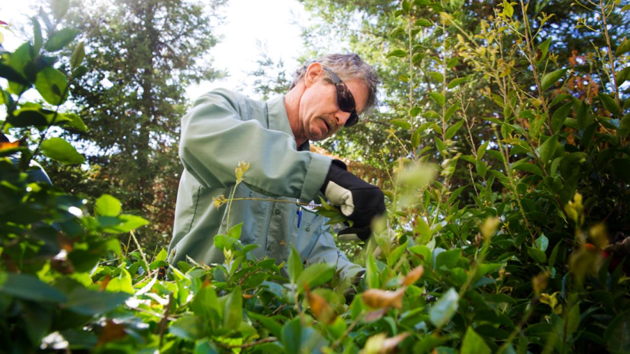 Groundskeeper prunes bushes.