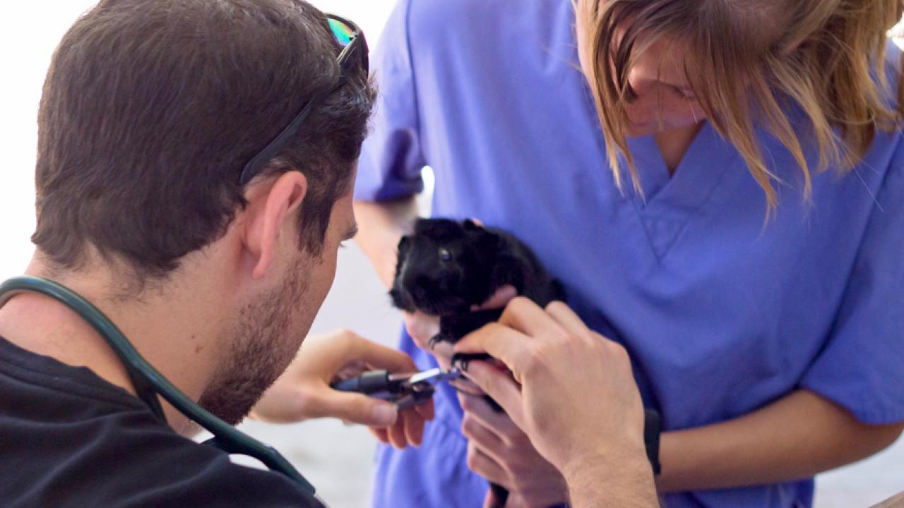Photo: Veterinary students trima a guinea pig's nails.
