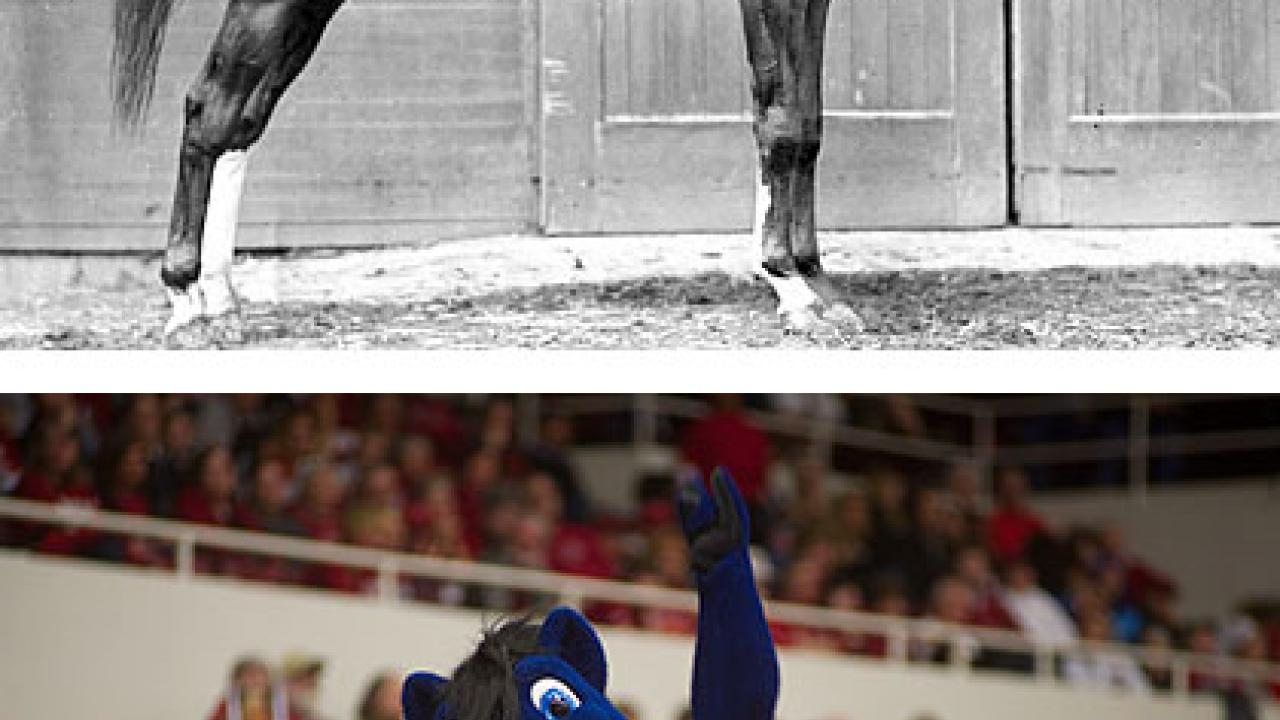 Photos (2): The real Gunrock in black and white, and the Gunrock mascot of today: a furry blue mustang character