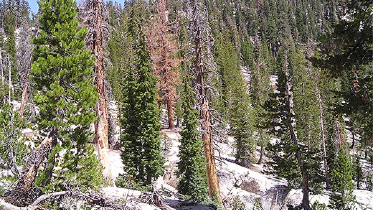 A high Sierra forest with green and dead trees on the slope