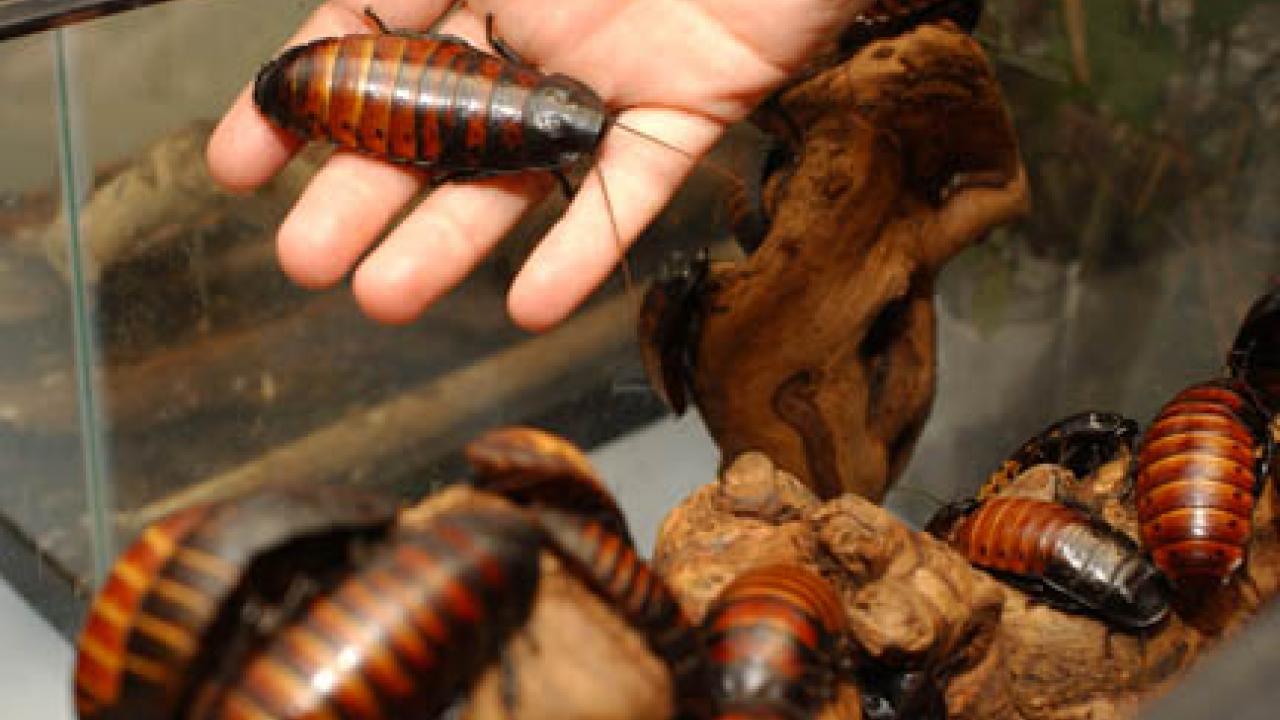 A handful: Madagascan hissing cockroaches at Bohart.
