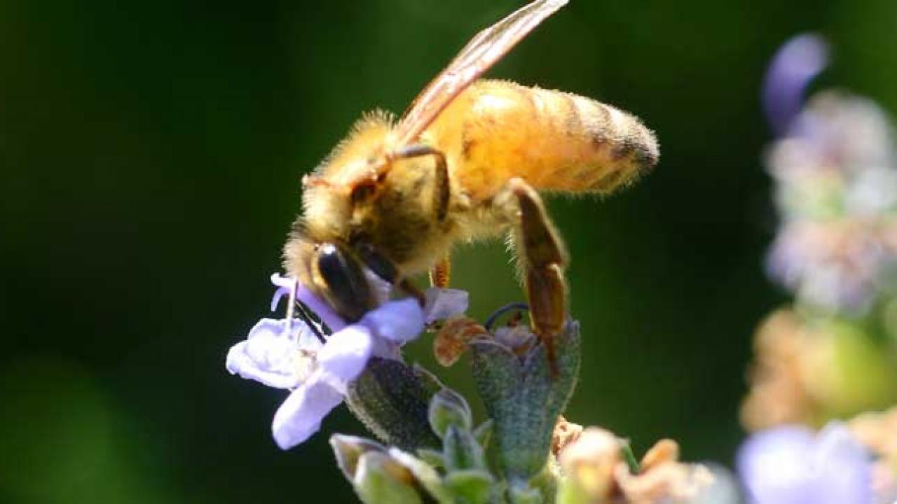 Photo: Honeybee on flower.