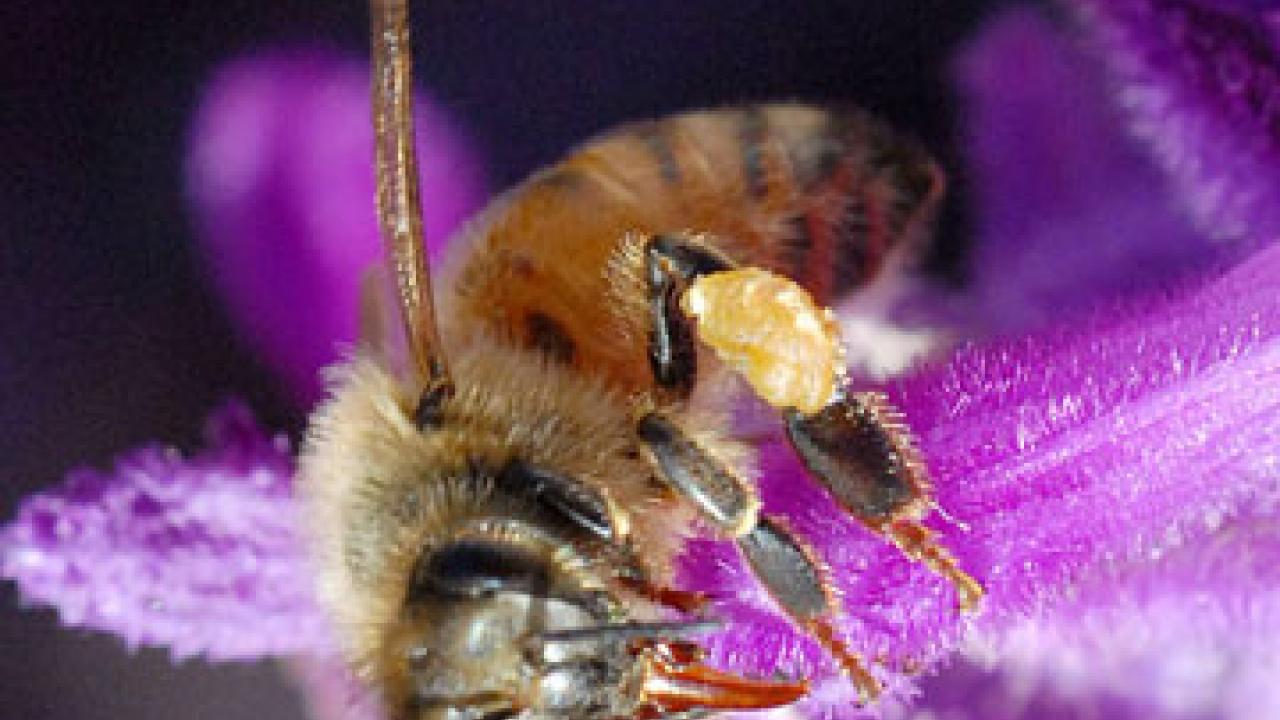 Photo: closeup of honeybee on purple flower