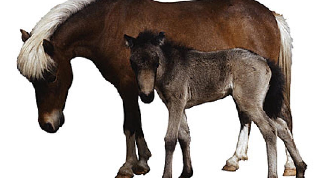 Photo: foal next to mother horse