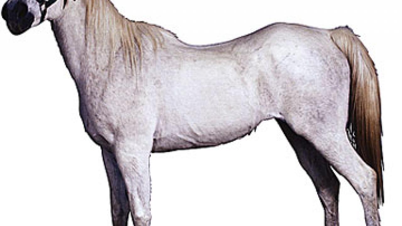 Photo: white horse