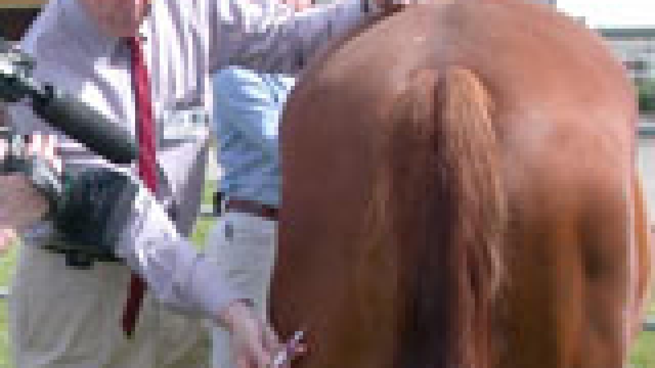 Man gives shot to horse (view from back).