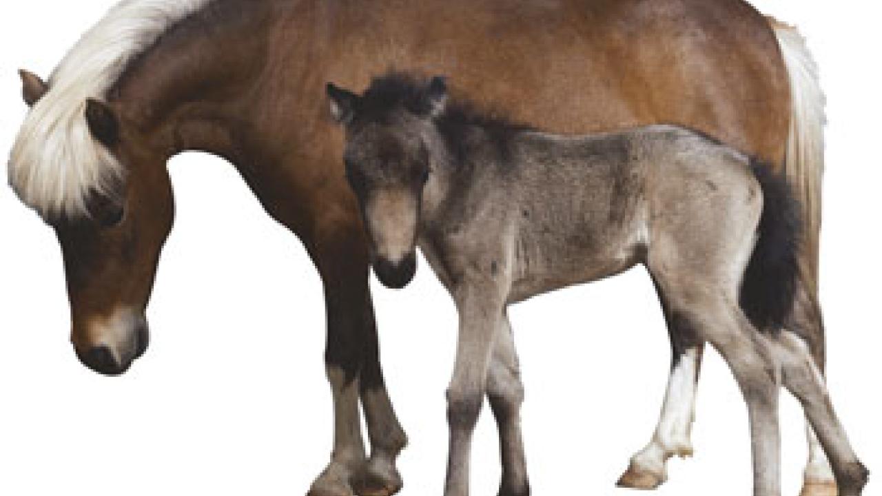 photo: mare and colt