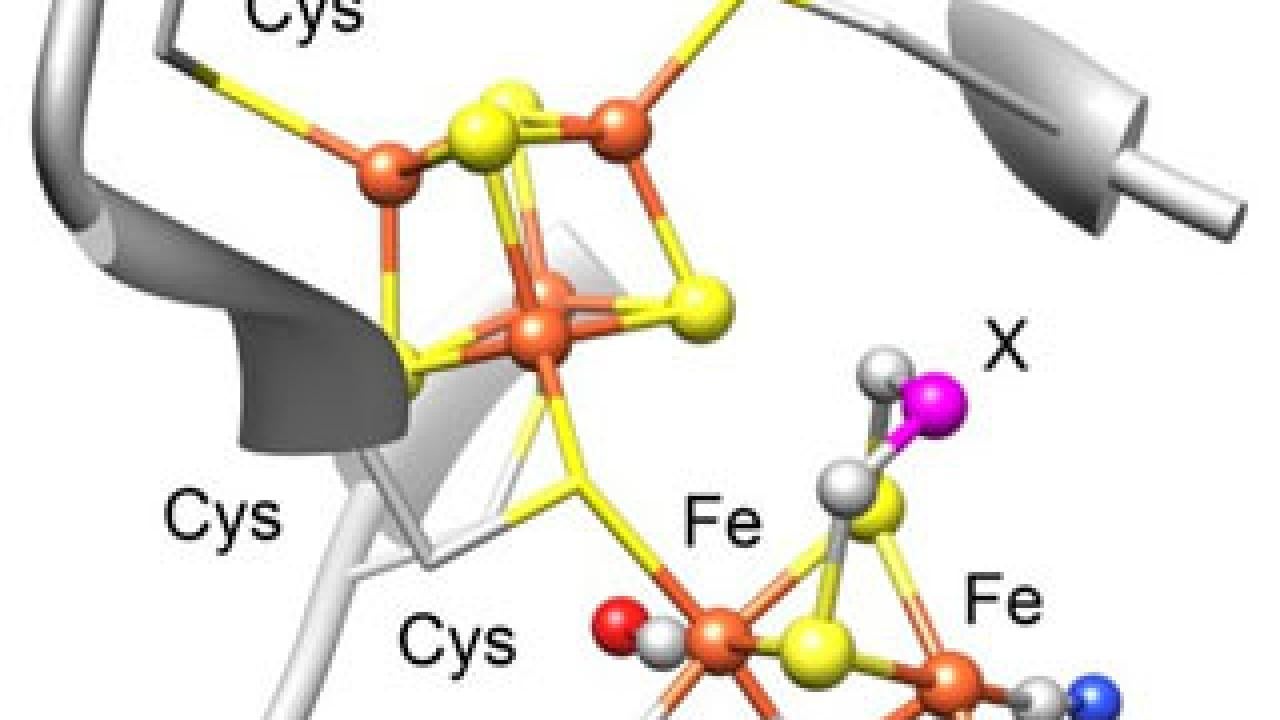 This hydrogen-generating cluster of iron (brown) and sulfur (yellow) atoms, with side groups of carbon monoxide (gray/red) and cyanide (gray/blue), could be a key to future fuel sources. 