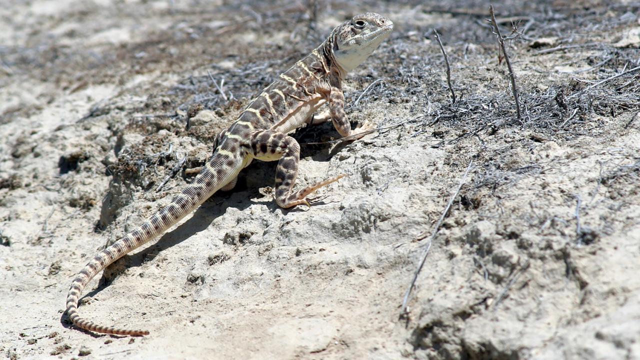 A blunt-nosed leopard lizard on the ground.