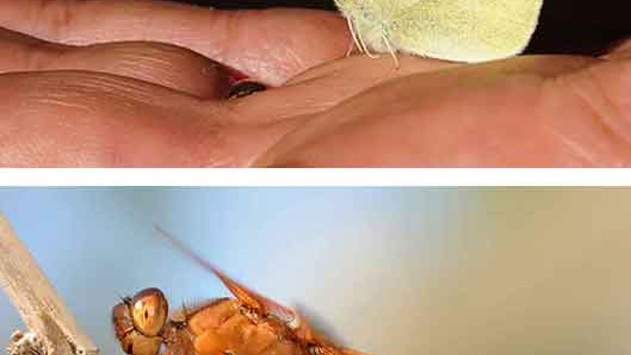 Photos (2): Cabbage white butterfly and flameskimmer dragonfly