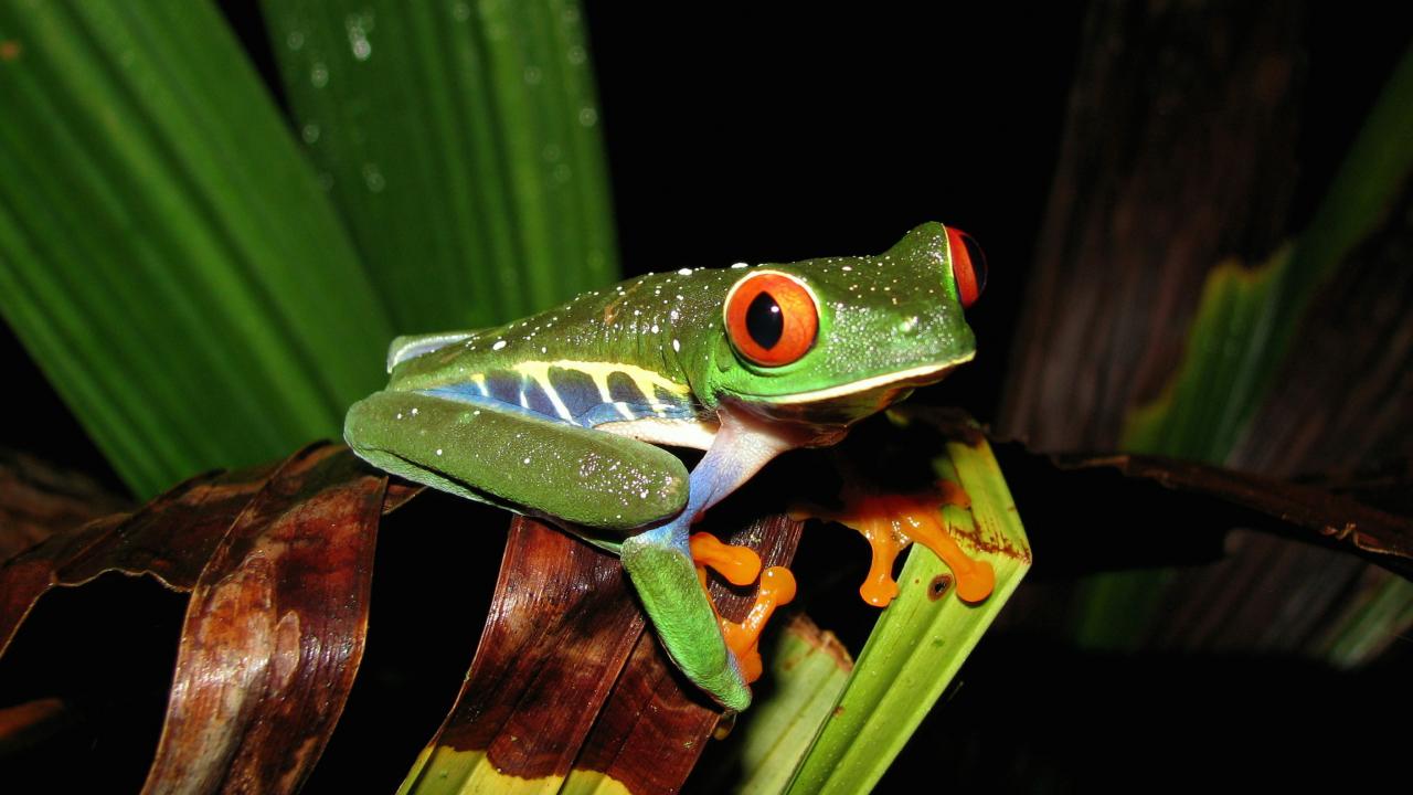 Red-eyed tree frog in Costa Rica