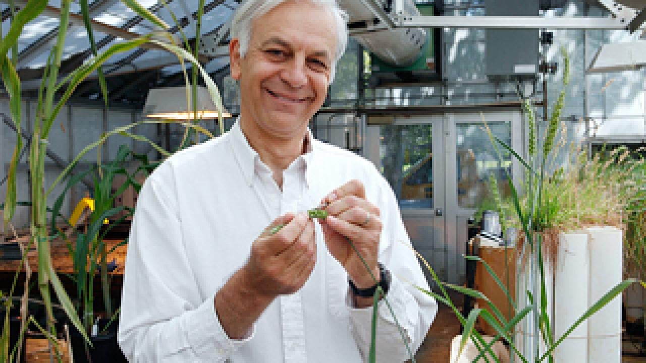 Jorge Dubcovsky holding green wheat while in a green house.