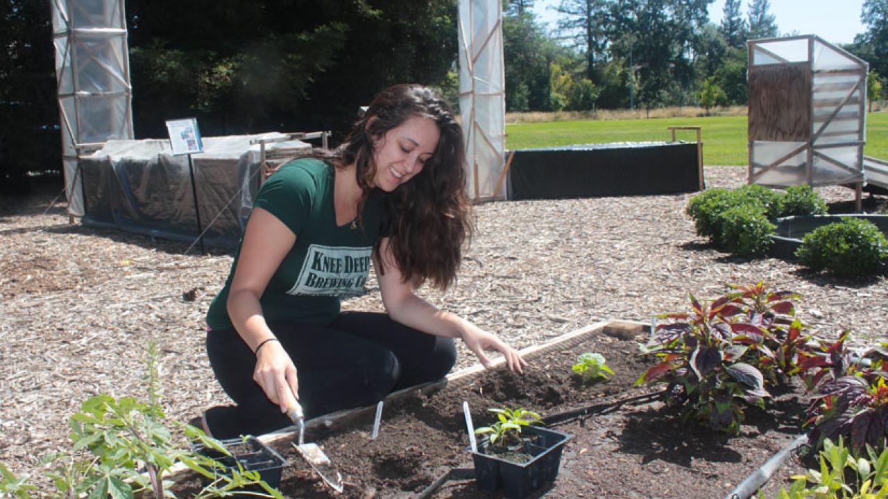 Elise Brockett, student assistant, plants African vegetable seedlings at the Horticulture Innovation Lab Demonstration Center.