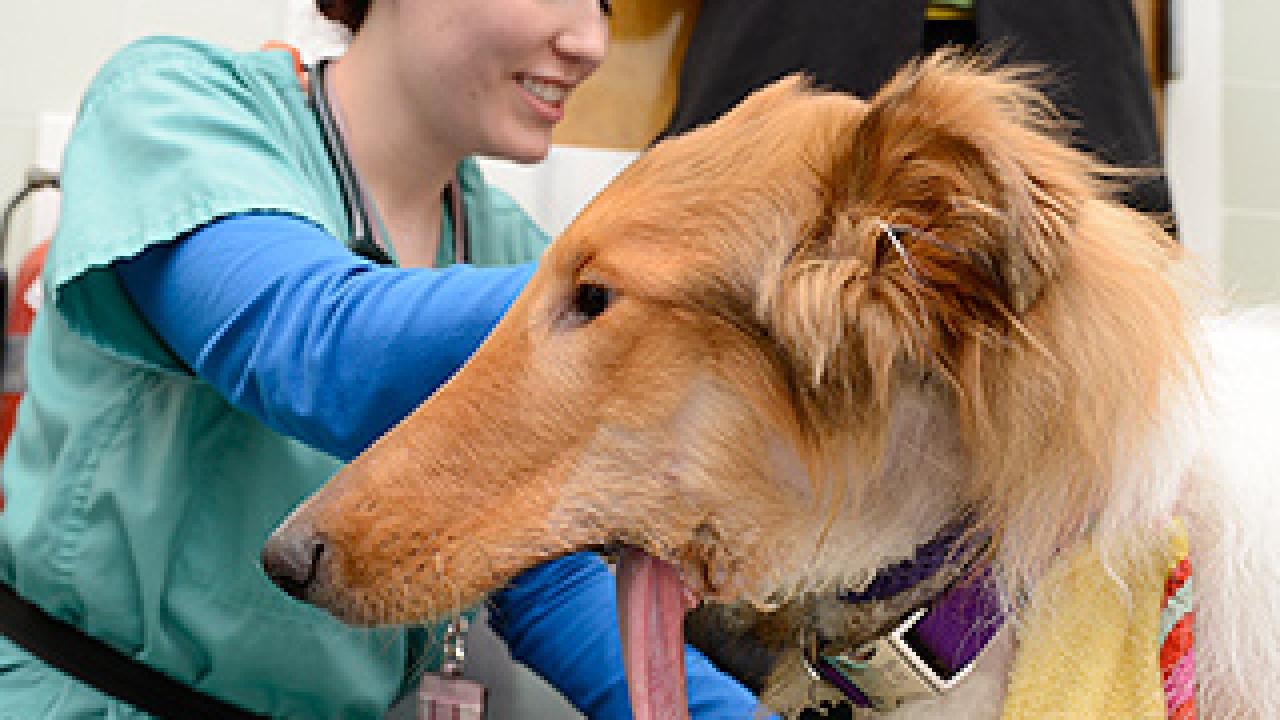 Vet tech holding a collie with his tongue hanging way low