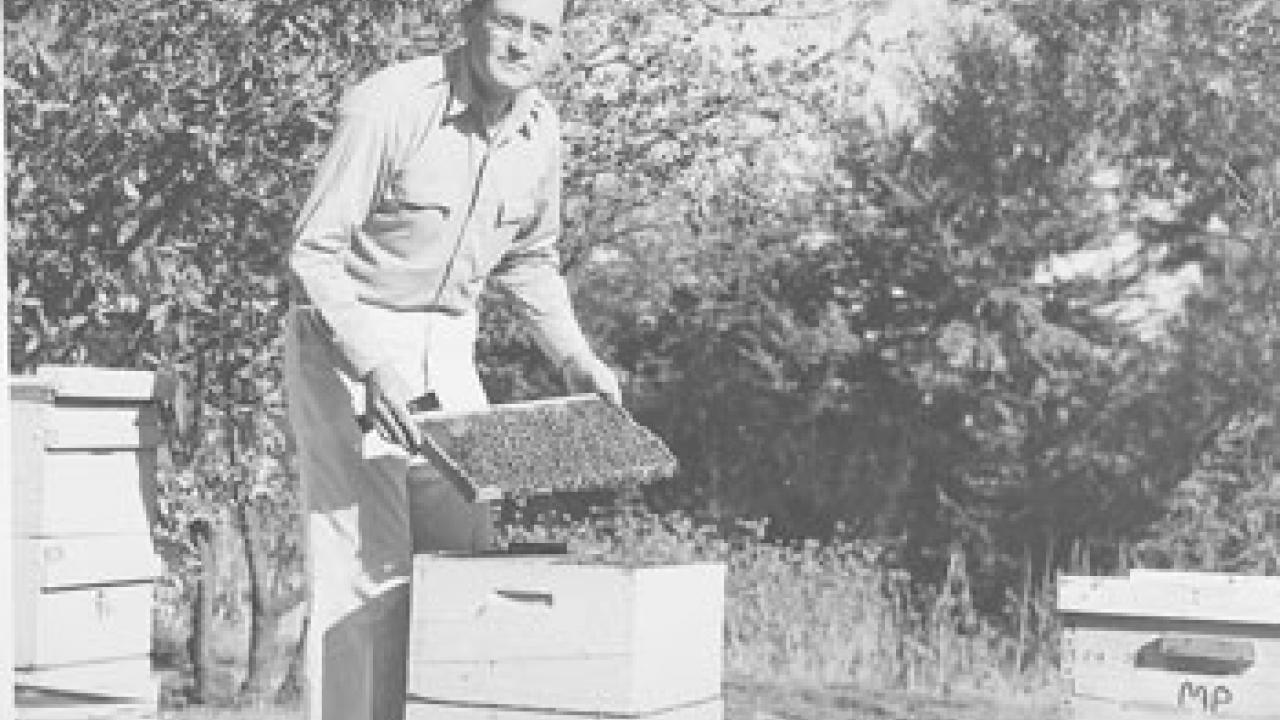 Harry Laidlaw works with his bees at UC Davis.