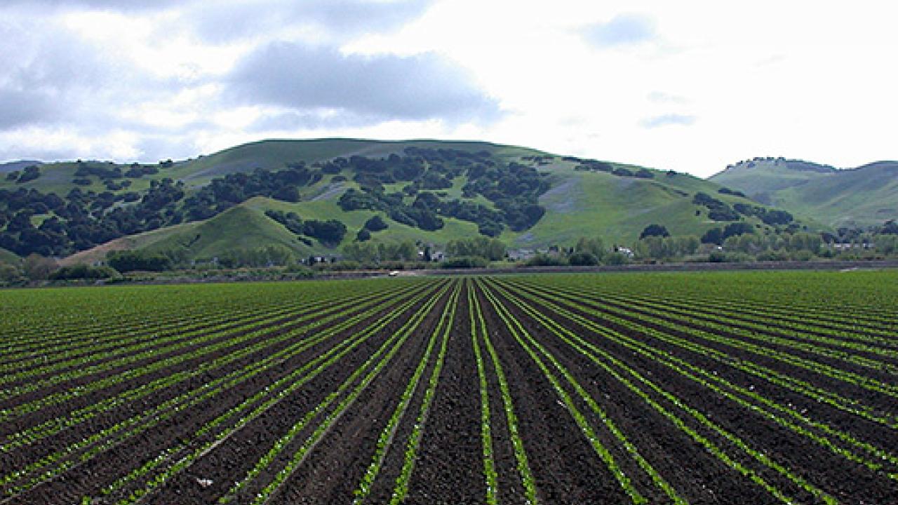 Rows of lettuce in a valley with green hills in the background