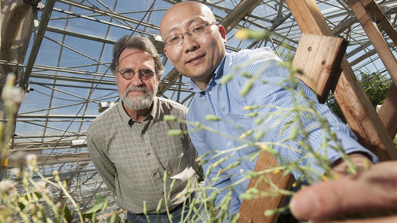 Two men in greenhouse examine flowering lettuce plant.