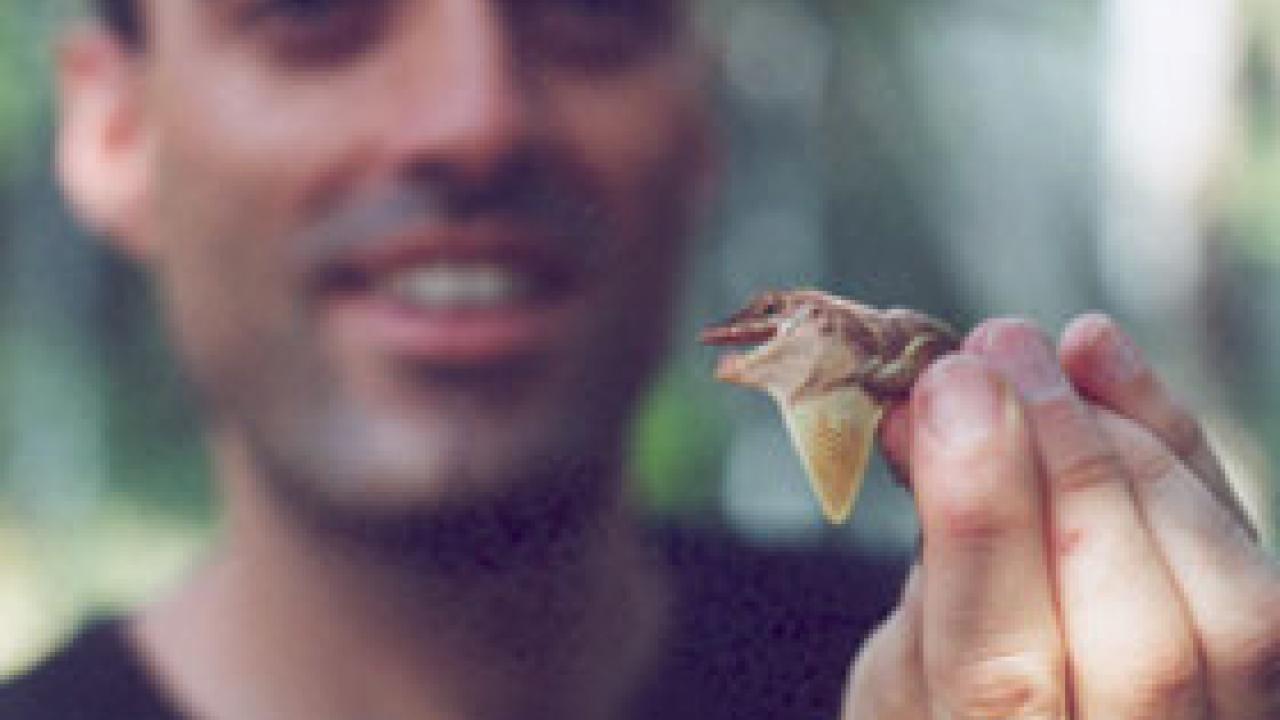 Anolis cristatellus uses its pouch to give silent &lsquo;shout-out.&rsquo;