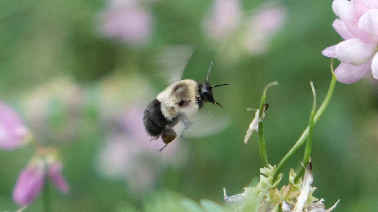 Flying bumblebee