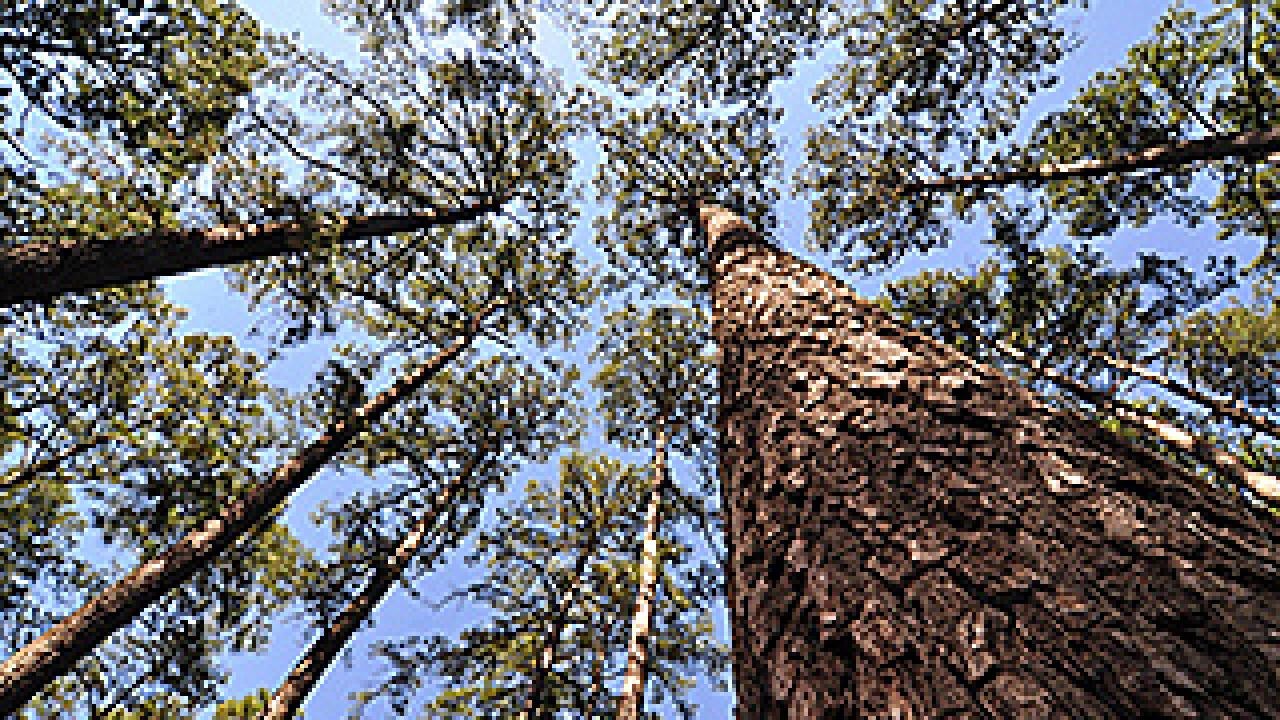 Photo of a big pine tree taken from the ground looking up